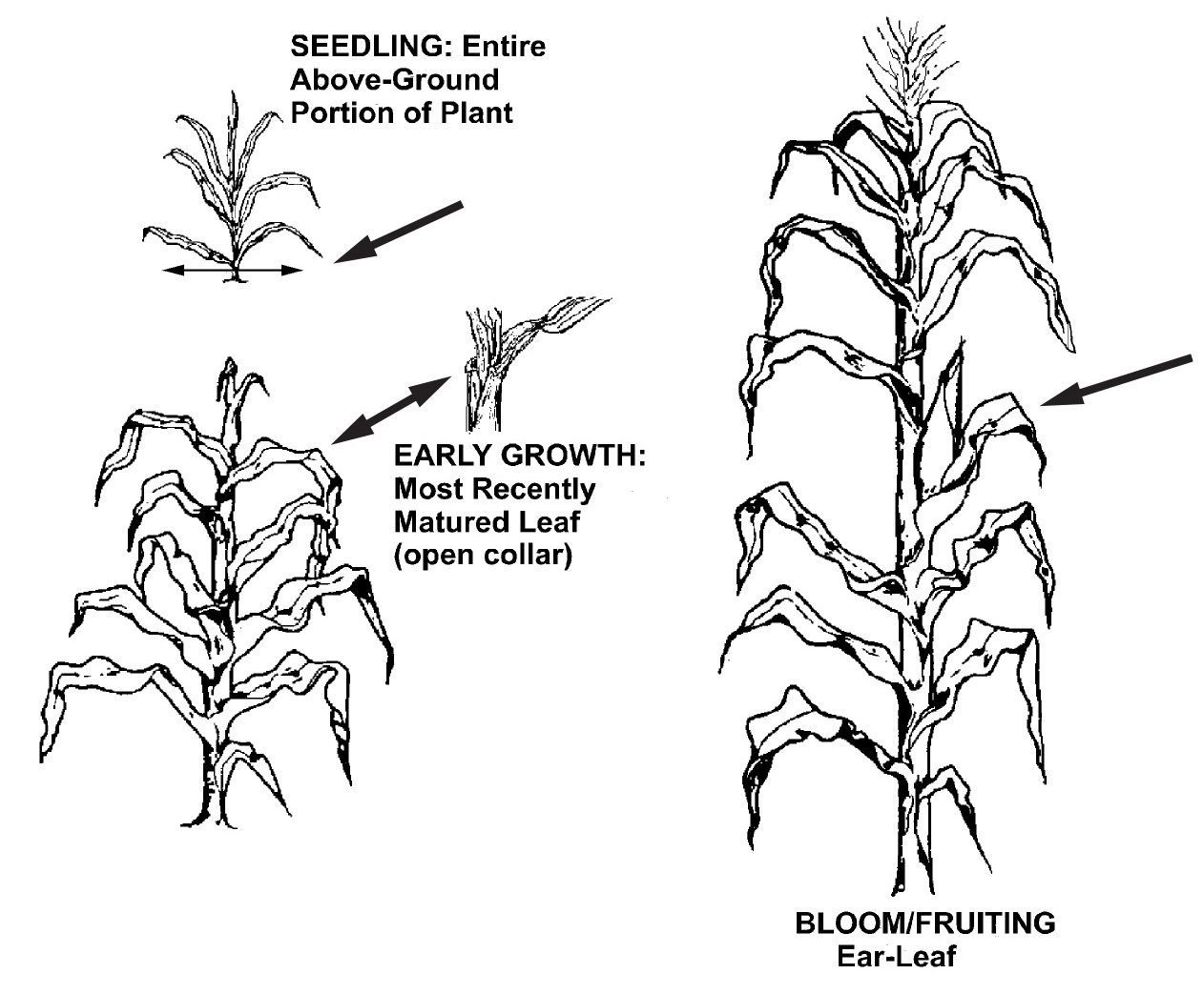 3 corn stalks